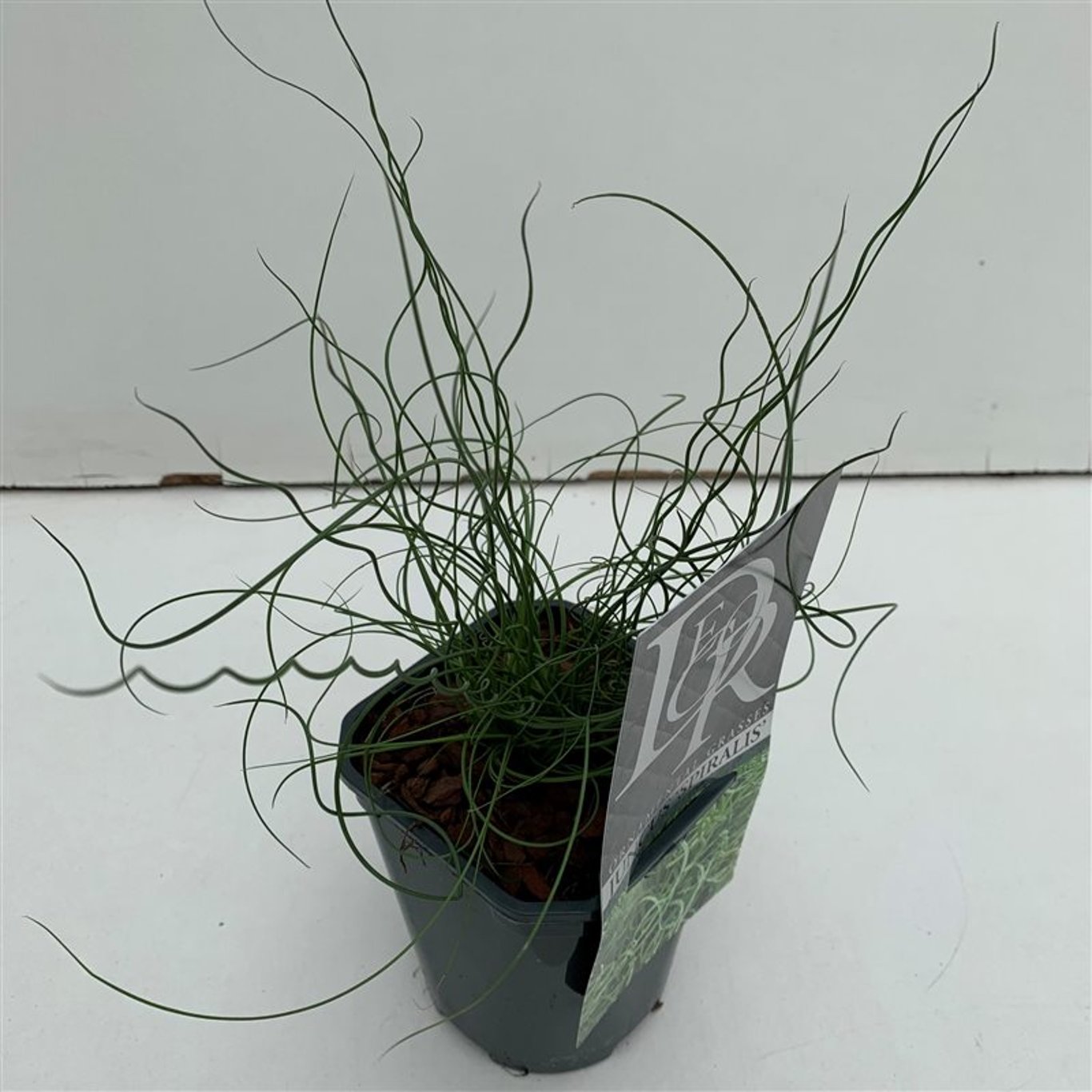 Vass – Juncus effusus 'Spiralis' - C1